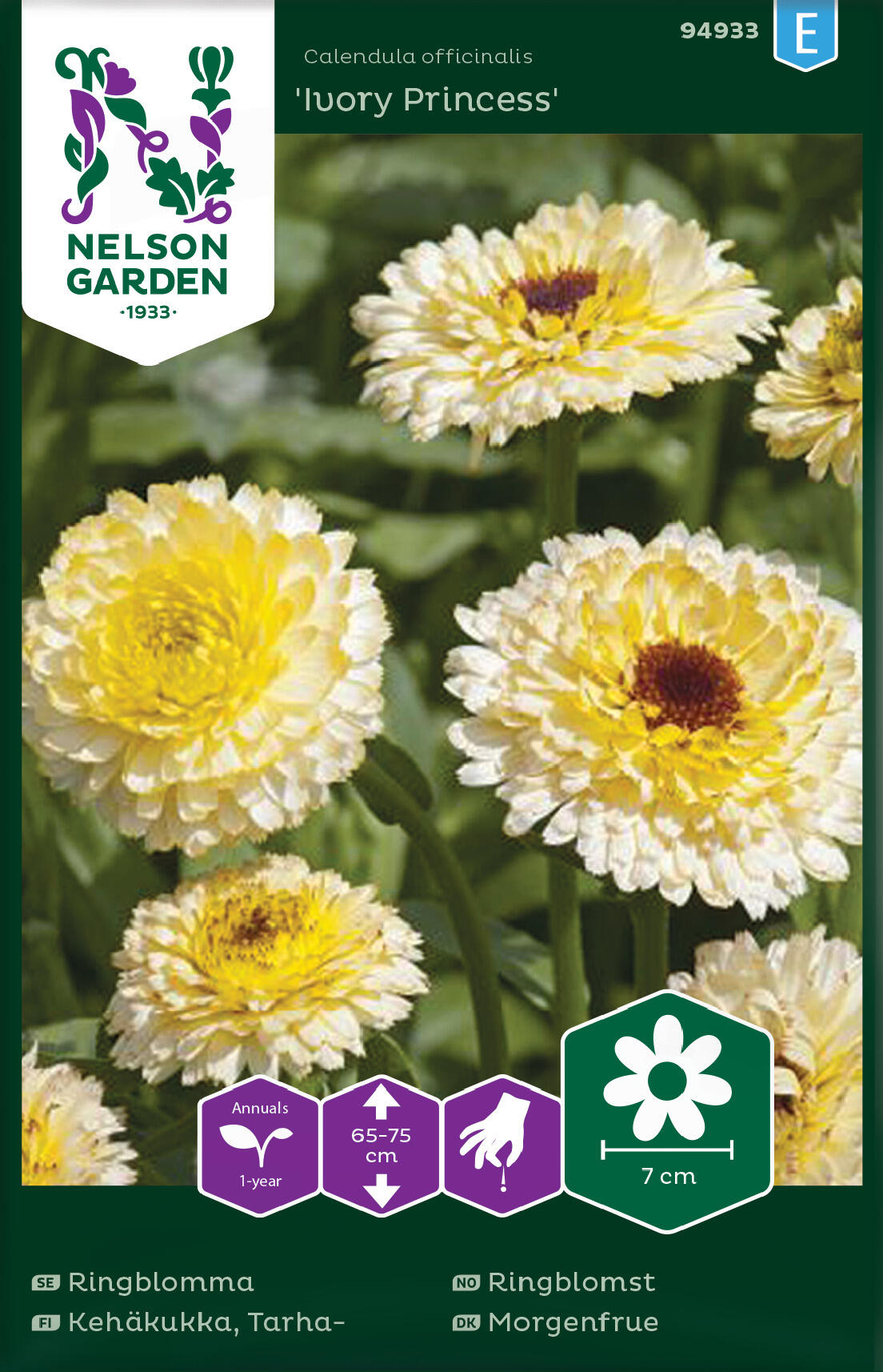 Ringblomst 'Ivory Princess'